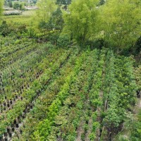 Héctor Eduardo Barrera Ojeda