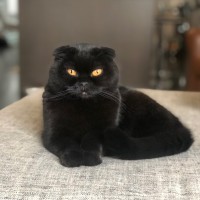 Coco Cat