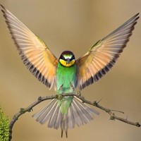 Renatinha Ferreira Bastos