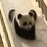 冯良D De