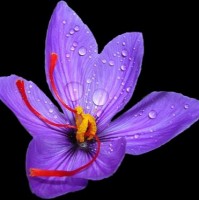 Medi Herb Pharm leader's in Alternative healthcare products