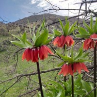 ساناز رضاوندی جمالوئی
