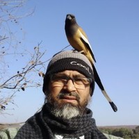 T Hussain