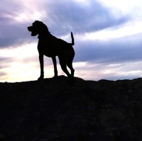 Doga Real