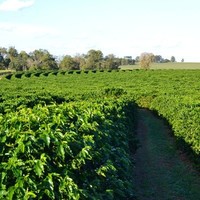 José Olavo B. Boechat