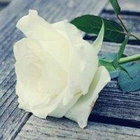 陶国芬