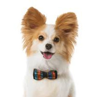 Pet Online