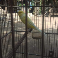 adi patih