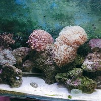 Royal Fish Aquarium