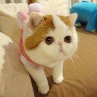 邓锦桃