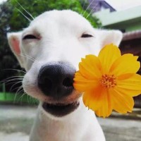 邱子昌
