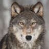 Wolfy The Wolf