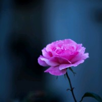 هبة أيمن غانم