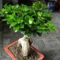 张阿才