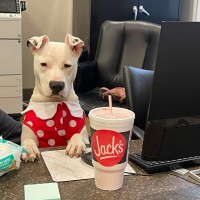 The Waterfall Development Group