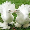 Aparna G S