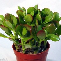 sbasu basu