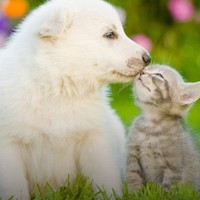 Supreme Pet Nutrition