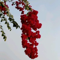 Kumar Sanjit
