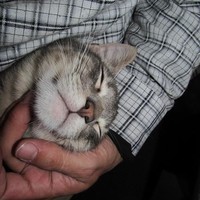 aquilinoomar Alquimides