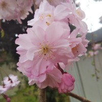 小林治