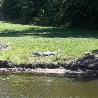 Mark Wyrick