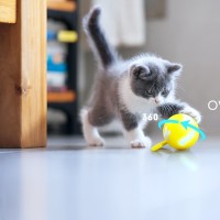 Interactive pet toys factory- PETMI