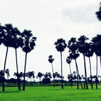 Sneha Sai Kadali