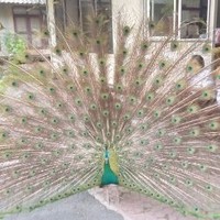 Somjai Tae