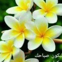 Nabil Hermis