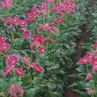 farm2home online