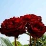Ghani Ahh