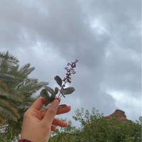 تغريد الفريدي