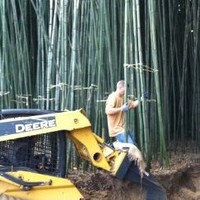 Brian Koons Bamboo