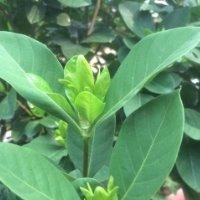 李宗玉