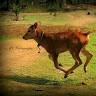 Anand Chukka