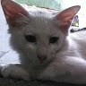 Aji Yasa