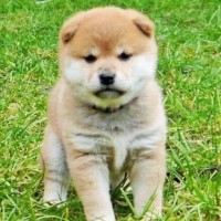 Waka Ryuu No Kana Nishiki