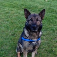 Sms Security K9 Unit