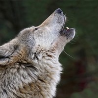 The Wolf