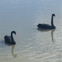 Sammar Kamar
