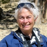 Pam Jenkins, P.E.
