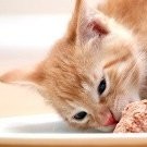 Snack Pour Chats Orchies