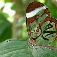 عبدالله ناصر