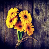 Hari Priya Damodaran