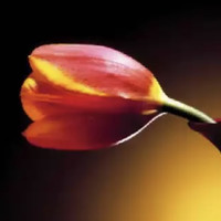 أستاذة فايزه المشرفه