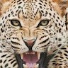 farshad s