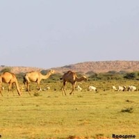 Mohamud Mohamed