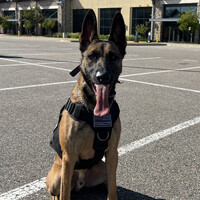 K-9 Ace Curtis