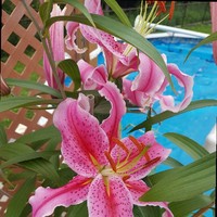 Liliana Di Benedetto